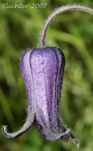 Flower of Douglas' Clematis, Hairy Clematis, Leather-flower, Sugarbowls, Sugar Bowls: Clematis hirsutissima var. hirsutissima (Synonym: Coriflora hirsutissima)