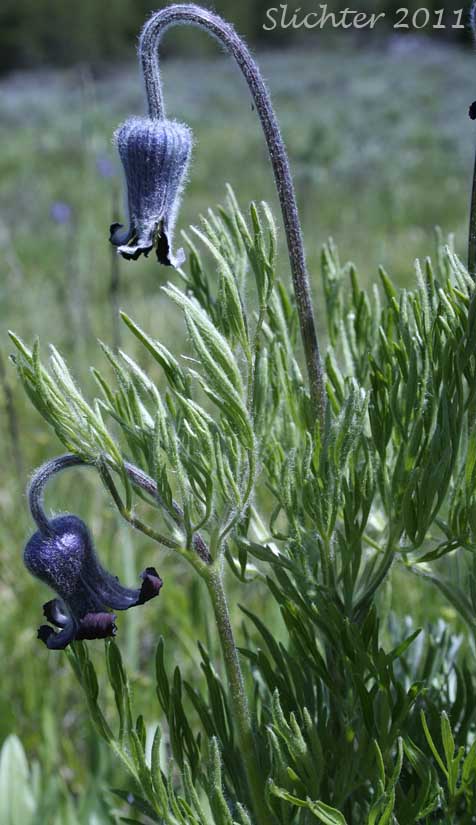 Douglas' Clematis, Hairy Clematis, Leather-flower, Sugarbowls, Sugar Bowls: Clematis hirsutissima var. hirsutissima (Synonym: Coriflora hirsutissima)