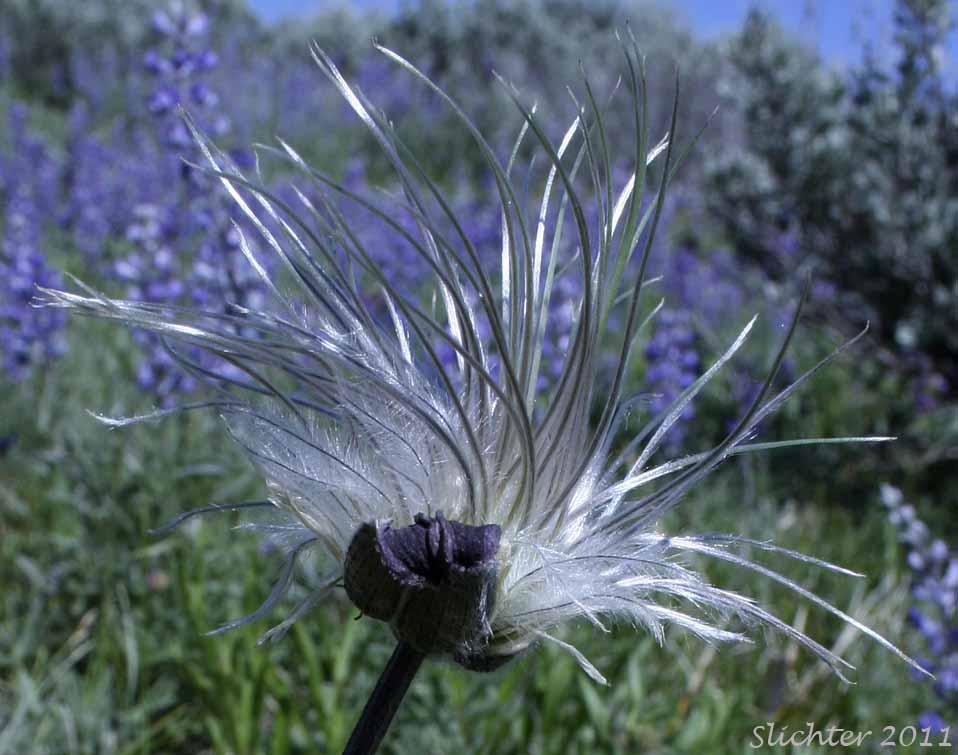 Seed head of plumed fruits of Douglas' Clematis, Hairy Clematis, Leather-flower, Sugarbowls, Sugar Bowls: Clematis hirsutissima var. hirsutissima (Synonym: Coriflora hirsutissima)