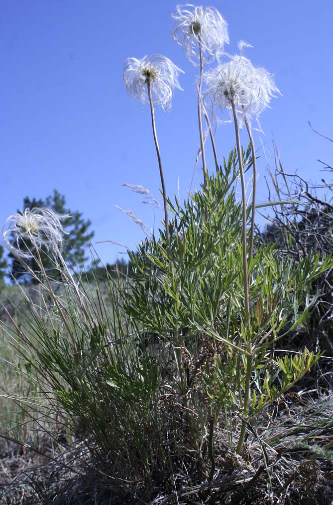 Seed heads of Douglas' Clematis, Hairy Clematis, Leather-flower, Sugarbowls, Sugar Bowls: Clematis hirsutissima var. hirsutissima (Synonym: Coriflora hirsutissima)