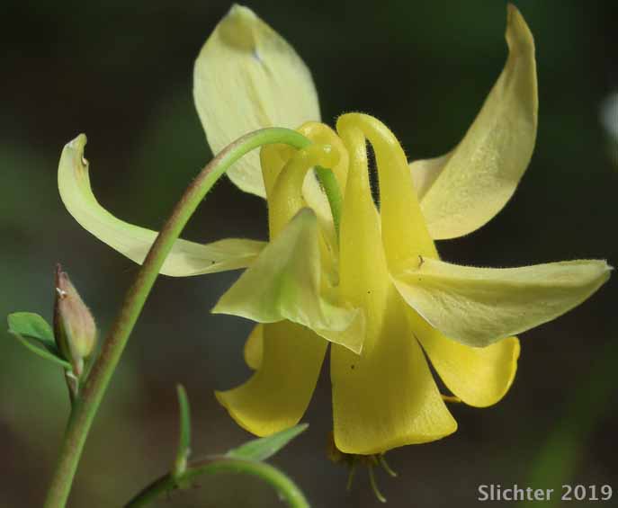 Yellow Columbine: Aquilegia flavescens (Synonyms: Aquilegia flavescens var. flavescens, Aquilegia flavescens var. miniata, Aquilegia formosa var. flavescens)