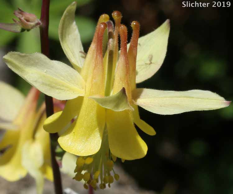 Yellow Columbine: Aquilegia flavescens (Synonyms: Aquilegia flavescens var. flavescens, Aquilegia flavescens var. miniata, Aquilegia formosa var. flavescens)