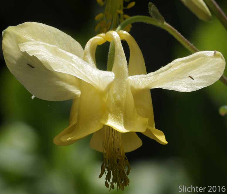 Yellow Columbine: Aquilegia flavescens (Synonyms: Aquilegia flavescens var. flavescens, Aquilegia flavescens var. miniata, Aquilegia formosa var. flavescens)