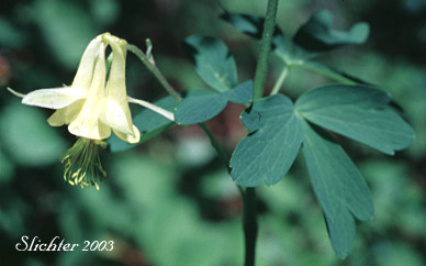 Yellow Columbine: Aquilegia flavescens (Synonyms: Aquilegia flavescens var. flavescens, Aquilegia flavescens var. miniata, Aquilegia formosa var. flavescens)
