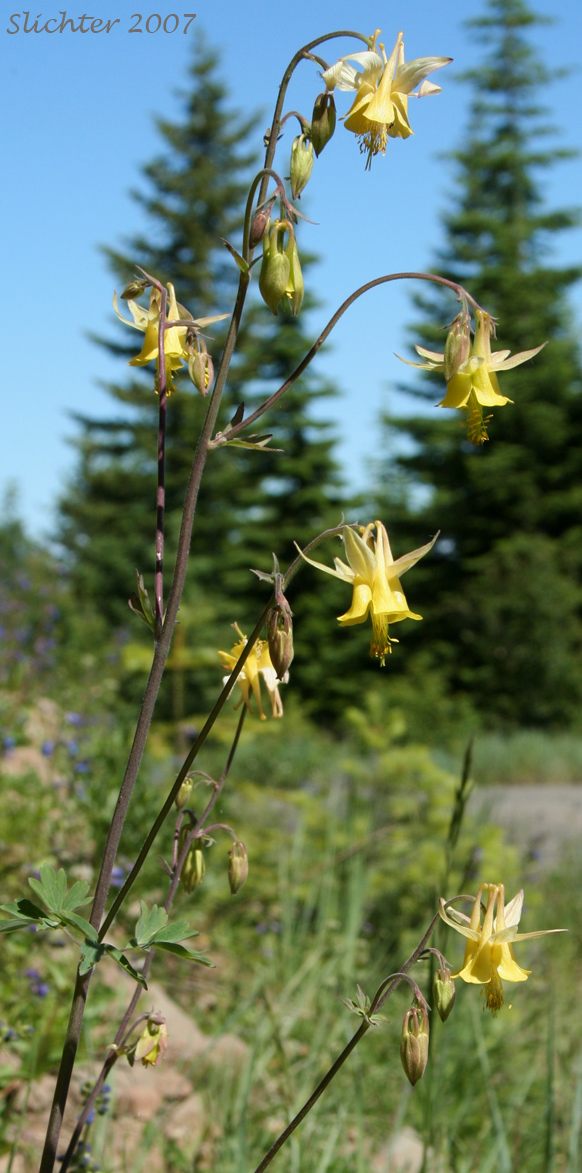 Inflorescence of Yellow Columbine: Aquilegia flavescens (Synonyms: Aquilegia flavescens var. flavescens, Aquilegia flavescens var. miniata, Aquilegia formosa var. flavescens)
