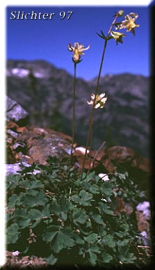 Yellow Columbine: Aquilegia flavescens (Synonyms: Aquilegia flavescens var. flavescens, Aquilegia flavescens var. miniata, Aquilegia formosa var. flavescens)