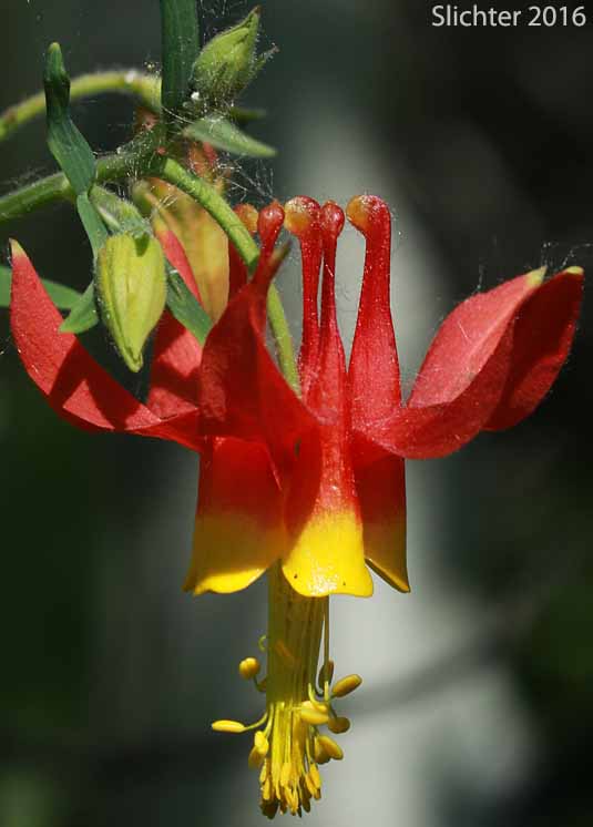 Red Columbine, Sitka Columbine, Western Columbine: Aquillegia formosa (Synonyms: Aquilegia canadensis var. formosa, Aquilegia columbiana, Aquilegia formosa var. communis, Aquilegia formosa var. formosa, Aquilegia formosa var. megalantha, Aquilegia formosa var. truncata, Aquilegia formosa var. wawawensis)