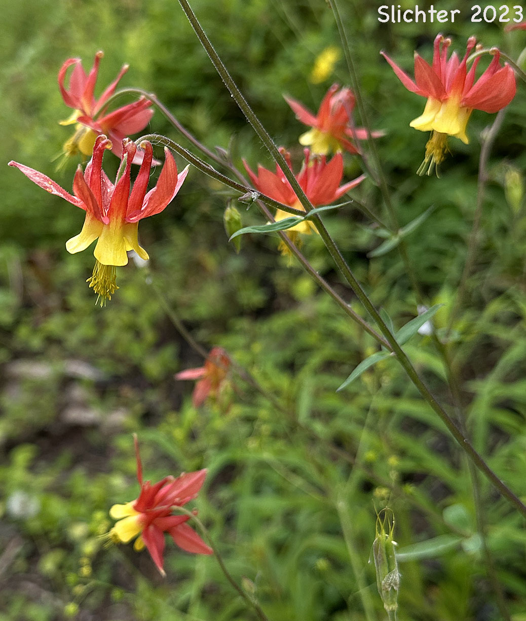 Red Columbine, Sitka Columbine, Western Columbine: Aquillegia formosa (Synonyms: Aquilegia canadensis var. formosa, Aquilegia columbiana, Aquilegia formosa var. communis, Aquilegia formosa var. formosa, Aquilegia formosa var. megalantha, Aquilegia formosa var. truncata, Aquilegia formosa var. wawawensis)