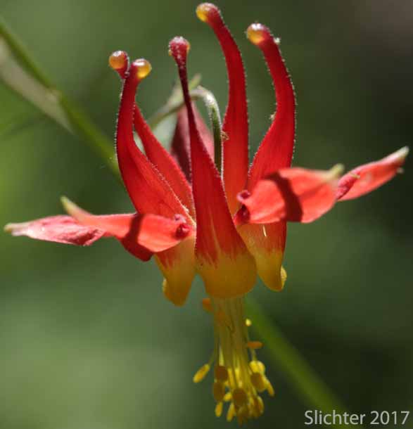 Flower of Red Columbine, Sitka Columbine, Western Columbine: Aquillegia formosa (Synonyms: Aquilegia canadensis var. formosa, Aquilegia columbiana, Aquilegia formosa var. communis, Aquilegia formosa var. formosa, Aquilegia formosa var. megalantha, Aquilegia formosa var. truncata, Aquilegia formosa var. wawawensis)