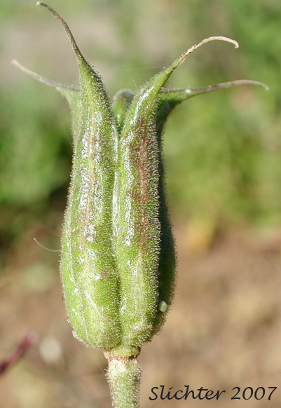 Maturing fruit of Red Columbine, Sitka Columbine, Western Columbine: Aquillegia formosa (Synonyms: Aquilegia canadensis var. formosa, Aquilegia columbiana, Aquilegia formosa var. communis, Aquilegia formosa var. formosa, Aquilegia formosa var. megalantha, Aquilegia formosa var. truncata, Aquilegia formosa var. wawawensis)