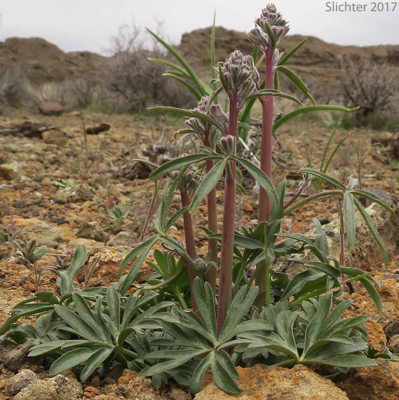 Anderson's Larkspur, Desert Larkspur: Delphinium scaposum var. andersonii (Synonyms: Delphinium andersonii, Delphinium andersonii ssp. andersonii, Delphinium andersonii ssp. cognatum)