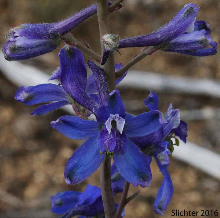 Flowers of Anderson's Larkspur, Desert Larkspur: Delphinium scaposum var. andersonii (Synonyms: Delphinium andersonii, Delphinium andersonii ssp. andersonii, Delphinium andersonii ssp. cognatum)