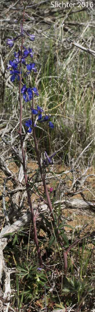 Anderson's Larkspur, Desert Larkspur: Delphinium scaposum var. andersonii (Synonyms: Delphinium andersonii, Delphinium andersonii ssp. andersonii, Delphinium andersonii ssp. cognatum)