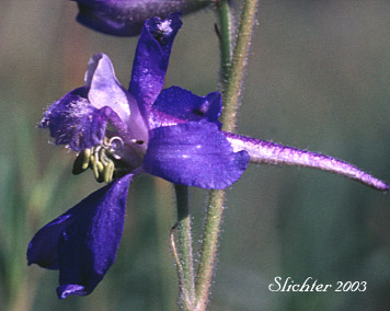 Close-up sideview of a flower of Blue Mountain Larkspur, Dwarf Larkspur, Slim Larkspur: Delphinium depauperatum (Synonyms: Delphinium cyanoreios, Delphinium diversifolium, Delphinium diversifolium ssp. harneyense, Delphinium diversifolium var. harneyense)