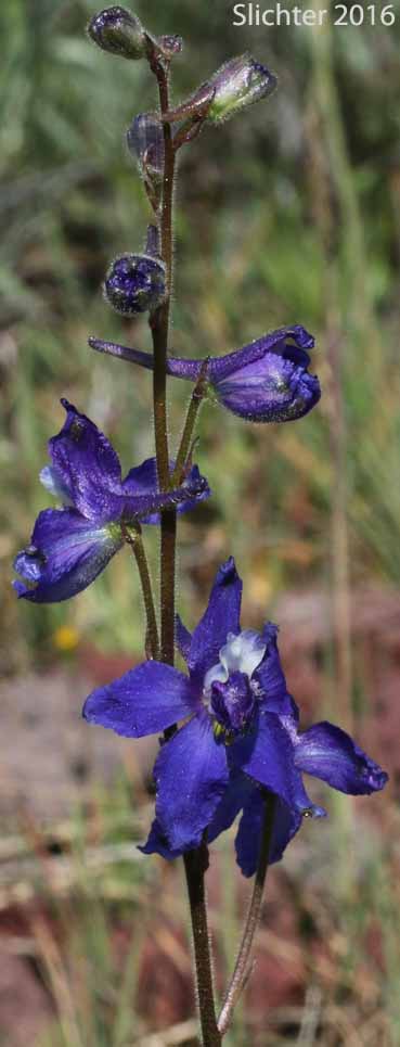 Blue Mountain Larkspur, Dwarf Larkspur, Slim Larkspur: Delphinium depauperatum (Synonyms: Delphinium cyanoreios, Delphinium diversifolium, Delphinium diversifolium ssp. harneyense, Delphinium diversifolium var. harneyense)