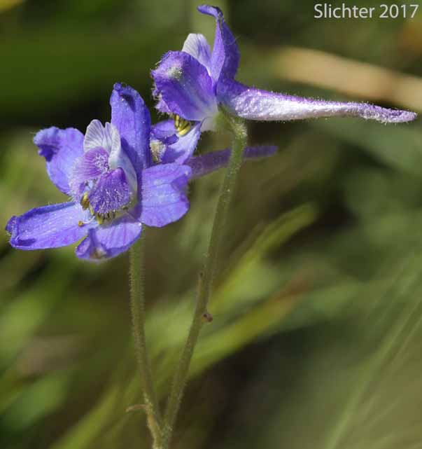 Flowers of Blue Mountain Larkspur, Dwarf Larkspur, Slim Larkspur: Delphinium depauperatum (Synonyms: Delphinium cyanoreios, Delphinium diversifolium, Delphinium diversifolium ssp. harneyense, Delphinium diversifolium var. harneyense)