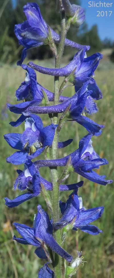 Blue Mountain Larkspur, Dwarf Larkspur, Slim Larkspur: Delphinium depauperatum (Synonyms: Delphinium cyanoreios, Delphinium diversifolium, Delphinium diversifolium ssp. harneyense, Delphinium diversifolium var. harneyense)