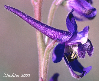 Close-up sideview of a flower of Blue Mountain Larkspur, Dwarf Larkspur, Slim Larkspur: Delphinium depauperatum (Synonyms: Delphinium cyanoreios, Delphinium diversifolium, Delphinium diversifolium ssp. harneyense, Delphinium diversifolium var. harneyense)