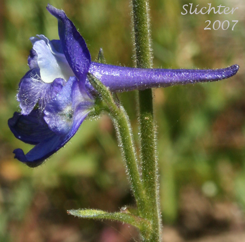 Close-up sideview of a flower of Blue Mountain Larkspur, Dwarf Larkspur, Slim Larkspur: Delphinium depauperatum (Synonyms: Delphinium cyanoreios, Delphinium diversifolium, Delphinium diversifolium ssp. harneyense, Delphinium diversifolium var. harneyense)