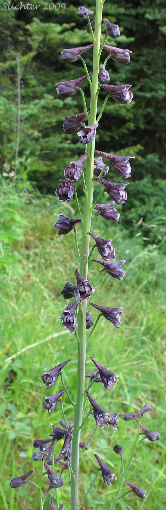 Raceme of Mountain Larkspur, Pale Larkspur, Sierra Larkspur, Western Larkspur, Duncecap Larkspur: Delphinium glaucum (Synonyms: Delphinium occidentale, Delphinium occidentale ssp. occidentale, Delphinium scopulorum, Delphinium scopulorum var. glaucum, Delphinium scopulorum ssp. occidentale, Delphinium splendens)