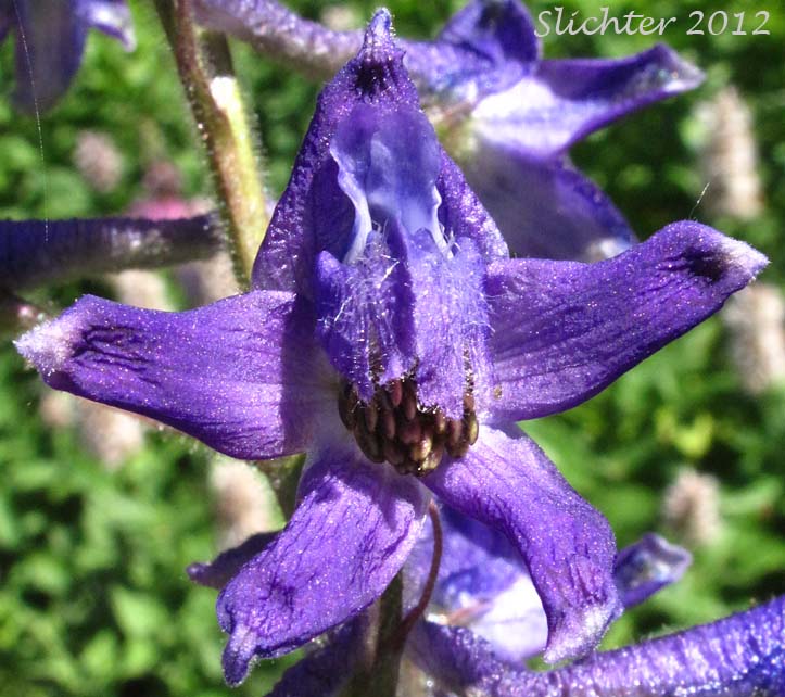 Close-up frontal view of the flower of Mountain Larkspur, Pale Larkspur, Sierra Larkspur, Western Larkspur, Duncecap Larkspur: Delphinium glaucum (Synonyms: Delphinium occidentale, Delphinium occidentale ssp. occidentale, Delphinium scopulorum, Delphinium scopulorum var. glaucum, Delphinium scopulorum ssp. occidentale, Delphinium splendens)