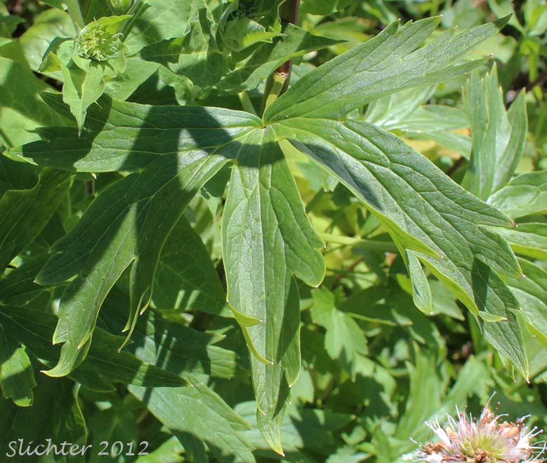 Stem leaf of Mountain Larkspur, Pale Larkspur, Sierra Larkspur, Western Larkspur, Duncecap Larkspur: Delphinium glaucum (Synonyms: Delphinium occidentale, Delphinium occidentale ssp. occidentale, Delphinium scopulorum, Delphinium scopulorum var. glaucum, Delphinium scopulorum ssp. occidentale, Delphinium splendens)