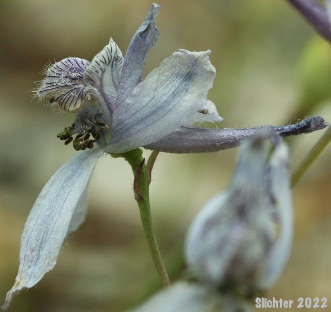 Thinpetal Larkspur, Thin-petal Larkspur, Upland Larkspur: Delphinium lineapetalum (Synonyms: Delphinium nuttallianum var. lineapetalum, Delphinium lineapetalum ssp. klickitatense)