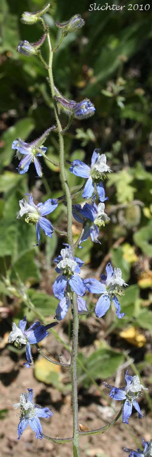 Close-up of the raceme of Thinpetal Larkspur, Thin-petal Larkspur: Delphinium lineapetalum (Synonym: Delphinium nuttallianum var. lineapetalum)