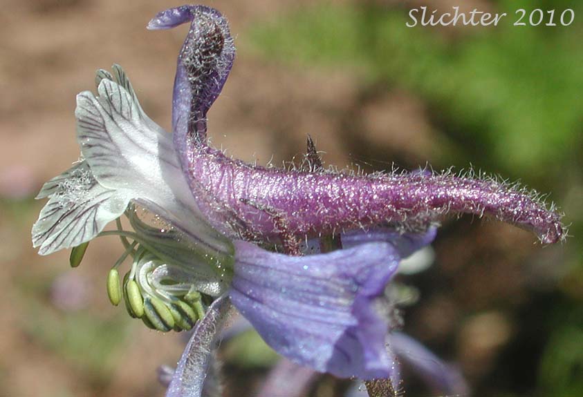 Close-up sideview of the flower of Thinpetal Larkspur, Thin-petal Larkspur: Delphinium lineapetalum (Synonym: Delphinium nuttallianum var. lineapetalum)