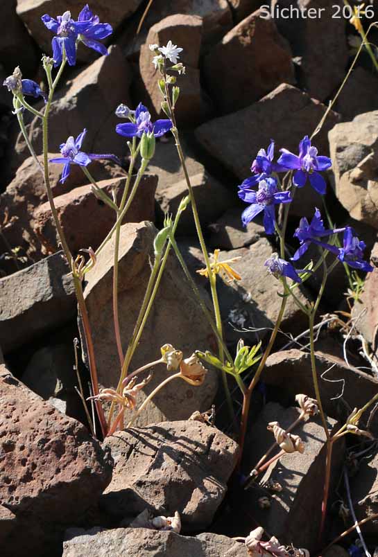 Upland Larkspur, Two-lobe Larkspur, Delphinium nuttallianum (Synonyms: Delphinium nuttallianum var. fulvum, Delphinium nuttallianum var. levicaule, Delphinium pauciflorum, Delphinium sonnei)