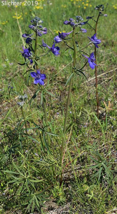 Upland Larkspur, Two-lobe Larkspur, Delphinium nuttallianum (Synonyms: Delphinium bicolor, Delphinium decorum ssp. tracyi, Delphinium nelsonii, Delphinium nuttallianum var. fulvum, Delphinium nuttallianum var. levicaule, Delphinium nuttallianum var. nuttallianum, Delphinium pauciflorum, Delphinium sonnei)