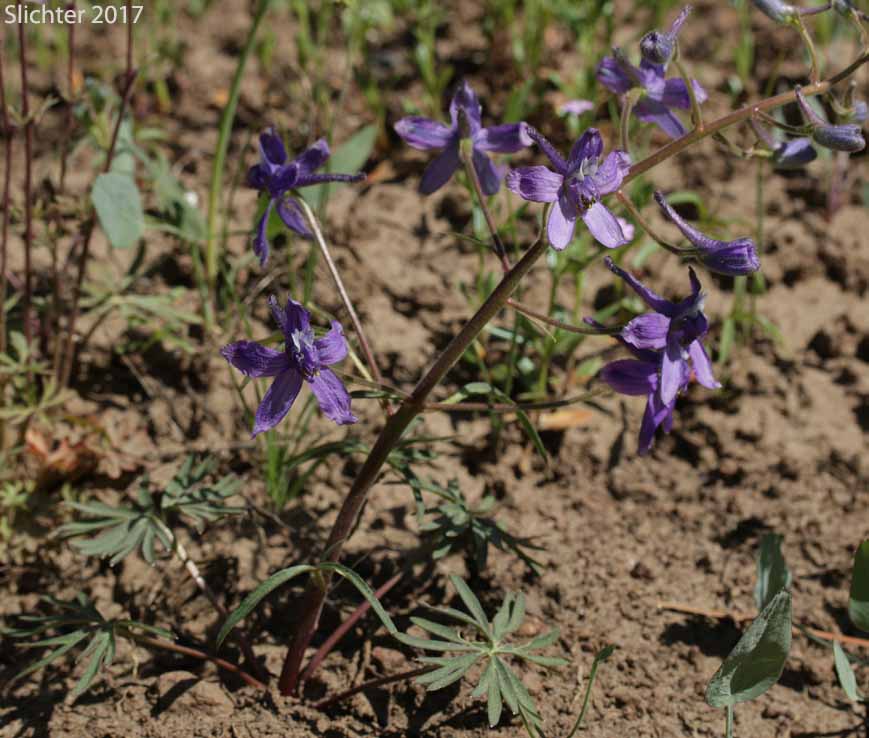 Upland Larkspur, Two-lobe Larkspur, Delphinium nuttallianum (Synonyms: Delphinium nuttallianum var. fulvum, Delphinium nuttallianum var. levicaule, Delphinium pauciflorum, Delphinium sonnei)