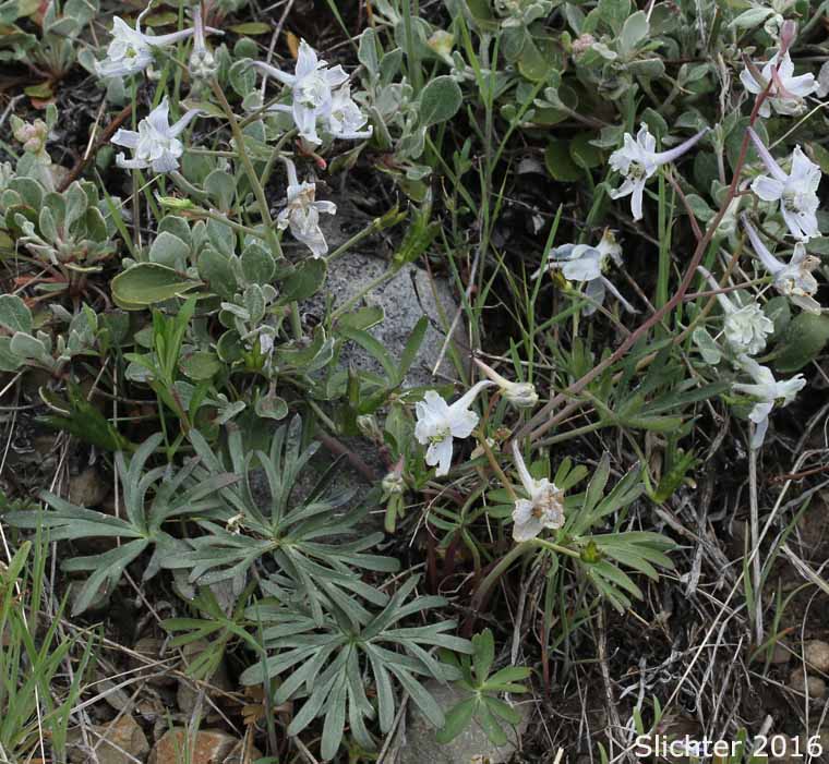 Pale-flowered form of Upland Larkspur, Two-lobe Larkspur, Delphinium nuttallianum (Synonyms: Delphinium nuttallianum var. fulvum, Delphinium nuttallianum var. levicaule, Delphinium pauciflorum, Delphinium sonnei)