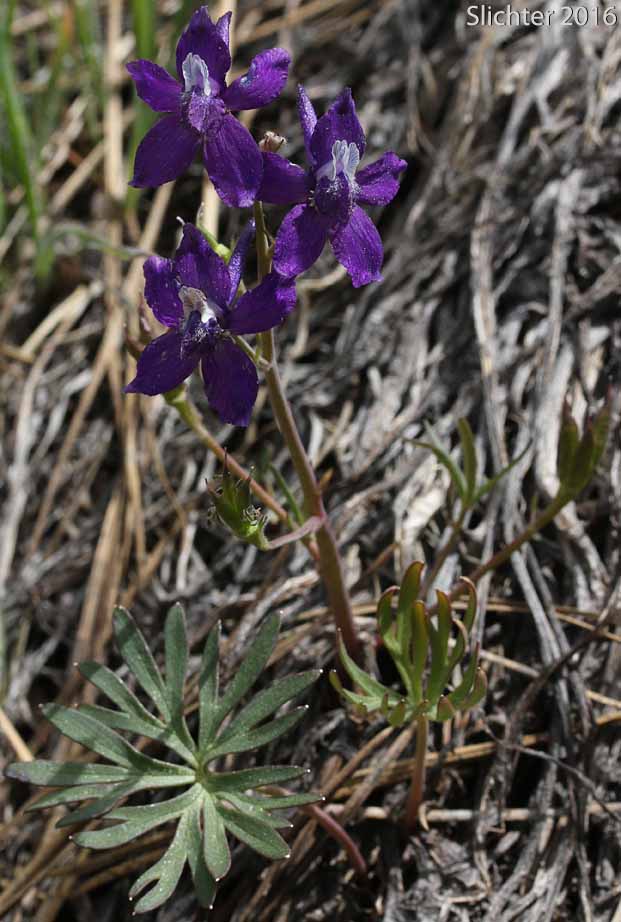 Upland Larkspur, Two-lobe Larkspur, Delphinium nuttallianum (Synonyms: Delphinium nuttallianum var. fulvum, Delphinium nuttallianum var. levicaule, Delphinium pauciflorum, Delphinium sonnei)