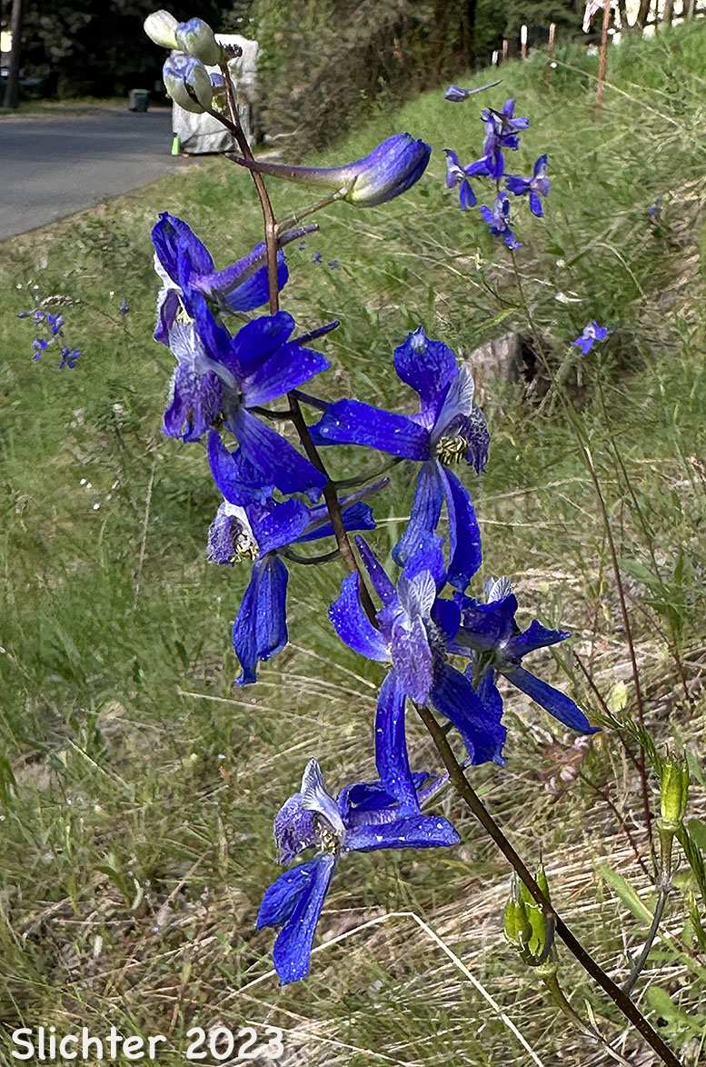 Upland Larkspur, Two-lobe Larkspur, Delphinium nuttallianum (Synonyms: Delphinium bicolor, Delphinium decorum ssp. tracyi, Delphinium nelsonii, Delphinium nuttallianum var. fulvum, Delphinium nuttallianum var. levicaule, Delphinium nuttallianum var. nuttallianum, Delphinium pauciflorum, Delphinium sonnei)