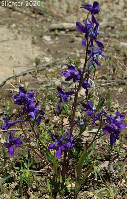 Upland Larkspur, Two-lobe Larkspur, Delphinium nuttallianum (Synonyms: Delphinium bicolor, Delphinium decorum ssp. tracyi, Delphinium nelsonii, Delphinium nuttallianum var. fulvum, Delphinium nuttallianum var. levicaule, Delphinium nuttallianum var. nuttallianum, Delphinium pauciflorum, Delphinium sonnei)