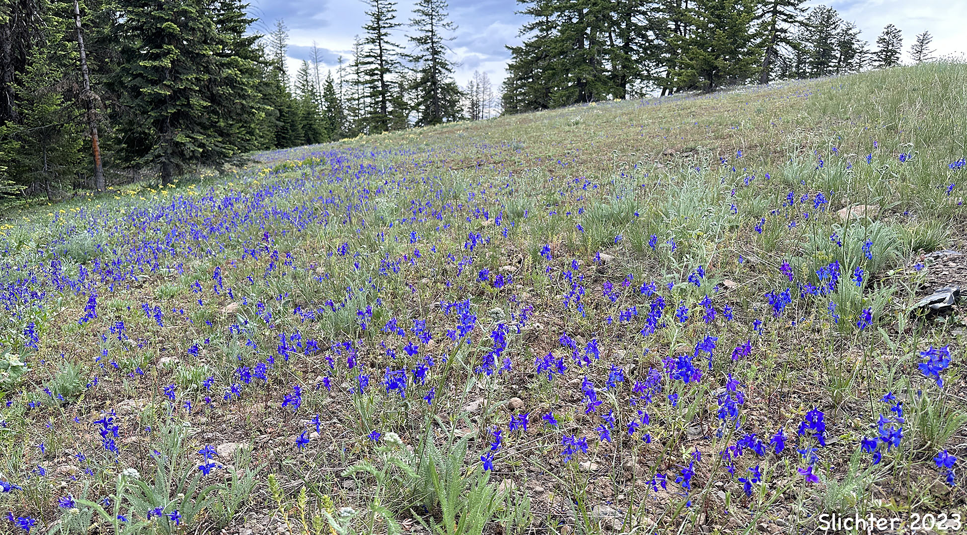 Upland Larkspur, Two-lobe Larkspur, Delphinium nuttallianum (Synonyms: Delphinium bicolor, Delphinium decorum ssp. tracyi, Delphinium nelsonii, Delphinium nuttallianum var. fulvum, Delphinium nuttallianum var. levicaule, Delphinium nuttallianum var. nuttallianum, Delphinium pauciflorum, Delphinium sonnei)