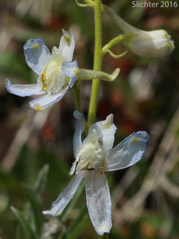 Upland Larkspur, Two-lobe Larkspur, Delphinium nuttallianum (Synonyms: Delphinium nuttallianum var. fulvum, Delphinium nuttallianum var. levicaule, Delphinium pauciflorum, Delphinium sonnei)