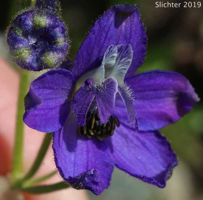 Flower of Upland Larkspur, Two-lobe Larkspur, Delphinium nuttallianum (Synonyms: Delphinium bicolor, Delphinium decorum ssp. tracyi, Delphinium nelsonii, Delphinium nuttallianum var. fulvum, Delphinium nuttallianum var. levicaule, Delphinium nuttallianum var. nuttallianum, Delphinium pauciflorum, Delphinium sonnei)