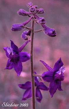 Upland Larkspur, Two-lobe Larkspur, Delphinium nuttallianum (Synonyms: Delphinium nuttallianum var. fulvum, Delphinium nuttallianum var. levicaule, Delphinium pauciflorum, Delphinium sonnei)