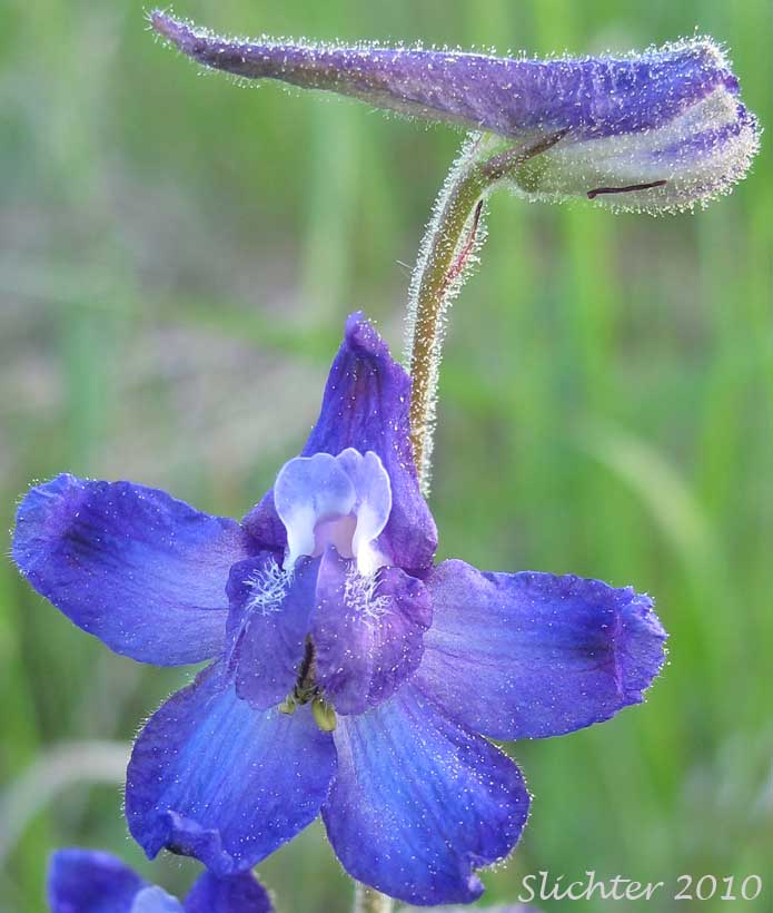 Flower of Upland Larkspur, Two-lobe Larkspur, Delphinium nuttallianum (Synonyms: Delphinium nuttallianum var. fulvum, Delphinium nuttallianum var. levicaule, Delphinium pauciflorum, Delphinium sonnei)