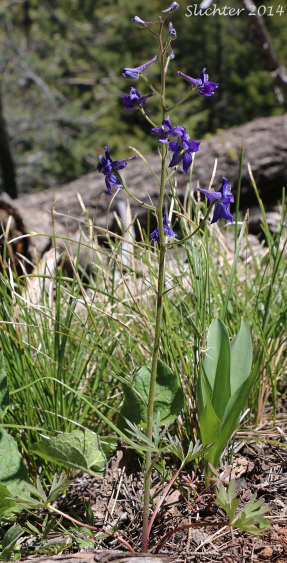 Upland Larkspur, Two-lobe Larkspur, Delphinium nuttallianum (Synonyms: Delphinium nuttallianum var. fulvum, Delphinium nuttallianum var. levicaule, Delphinium pauciflorum, Delphinium sonnei)
