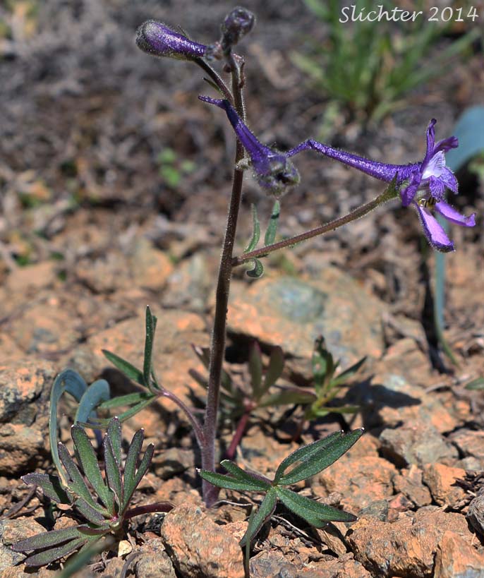 Upland Larkspur, Two-lobe Larkspur, Delphinium nuttallianum (Synonyms: Delphinium nuttallianum var. fulvum, Delphinium nuttallianum var. levicaule, Delphinium pauciflorum, Delphinium sonnei)