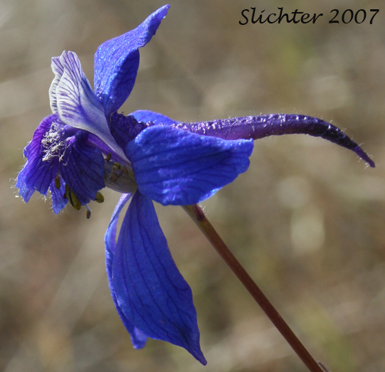 Flower of Upland Larkspur, Two-lobe Larkspur, Delphinium nuttallianum (Synonyms: Delphinium nuttallianum var. fulvum, Delphinium nuttallianum var. levicaule, Delphinium pauciflorum, Delphinium sonnei)