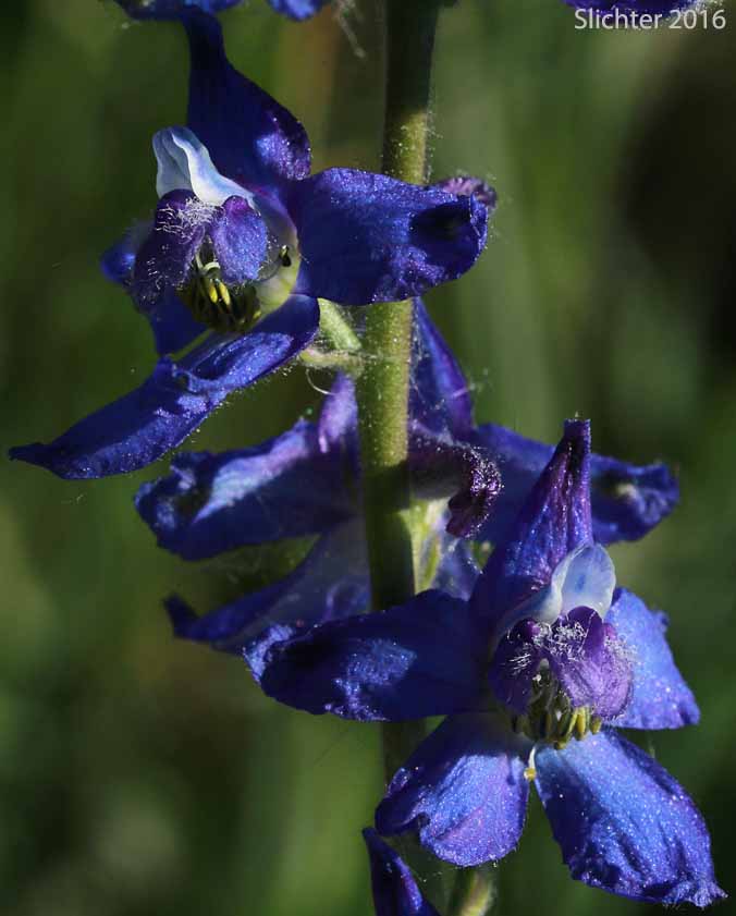 Spiked Larkspur, Rocky Mountain Larkspur, Tall Mountain Larkspur, Umatilla Larkspur: Delphinium stachydeum (Synonym: Delphinium scopulorum var. stachydeum, Delphinium umatillense)