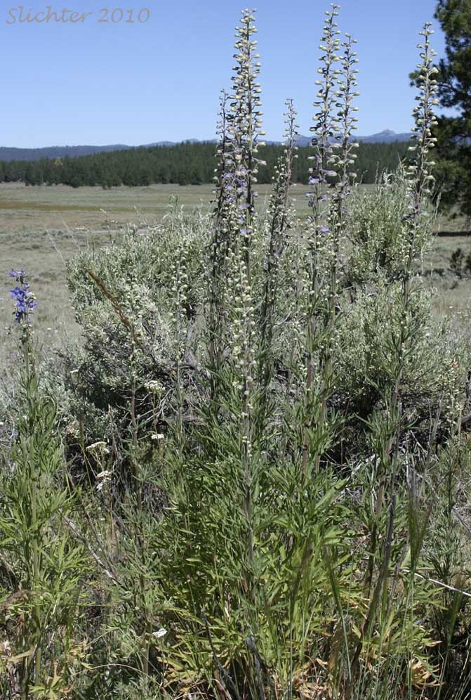 Spiked Larkspur, Rocky Mountain Larkspur, Tall Mountain Larkspur, Umatilla Larkspur: Delphinium stachydeum (Synonym: Delphinium scopulorum var. stachydeum, Delphinium umatillense)