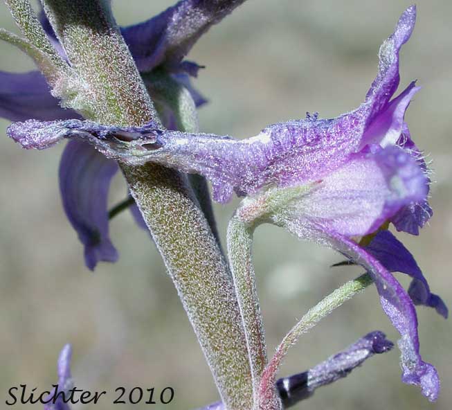 Close-up sideview of the flower of Spiked Larkspur, Rocky Mountain Larkspur, Tall Mountain Larkspur, Umatilla Larkspur: Delphinium stachydeum (Synonym: Delphinium scopulorum var. stachydeum, Delphinium umatillense)