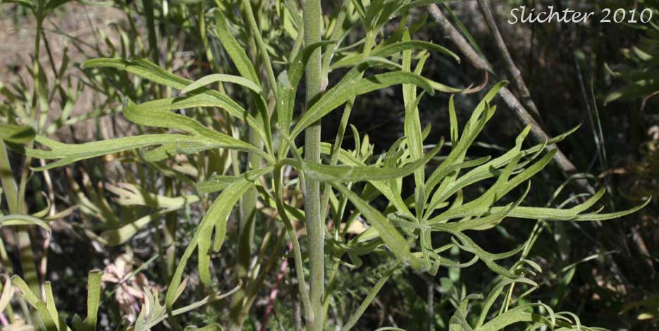 Stem leaves of Spiked Larkspur, Rocky Mountain Larkspur, Tall Mountain Larkspur, Umatilla Larkspur: Delphinium stachydeum (Synonym: Delphinium scopulorum var. stachydeum, Delphinium umatillense)