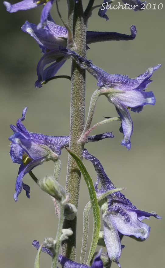 Portion of the raceme of Spiked Larkspur, Rocky Mountain Larkspur, Tall Mountain Larkspur, Umatilla Larkspur: Delphinium stachydeum (Synonym: Delphinium scopulorum var. stachydeum, Delphinium umatillense)