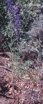 Spiked Larkspur, Rocky Mountain Larkspur, Tall Mountain Larkspur, Umatilla Larkspur: Delphinium stachydeum (Synonym: Delphinium scopulorum var. stachydeum, Delphinium umatillense)
